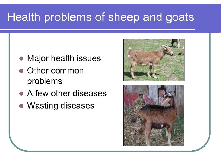 Health problems of sheep and goats Major health issues l Other common problems l