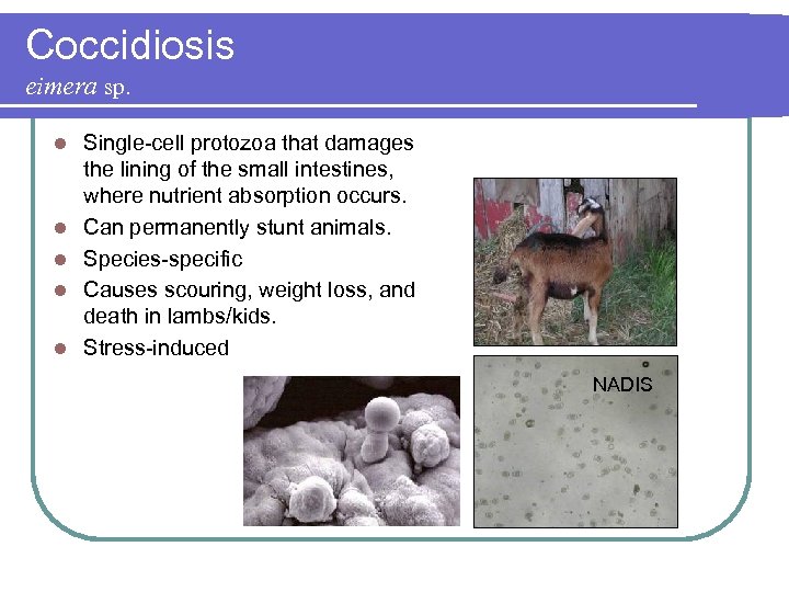 Coccidiosis eimera sp. l l l Single-cell protozoa that damages the lining of the