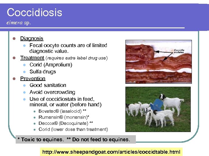 Coccidiosis eimera sp. Diagnosis l Fecal oocyte counts are of limited diagnostic value. l