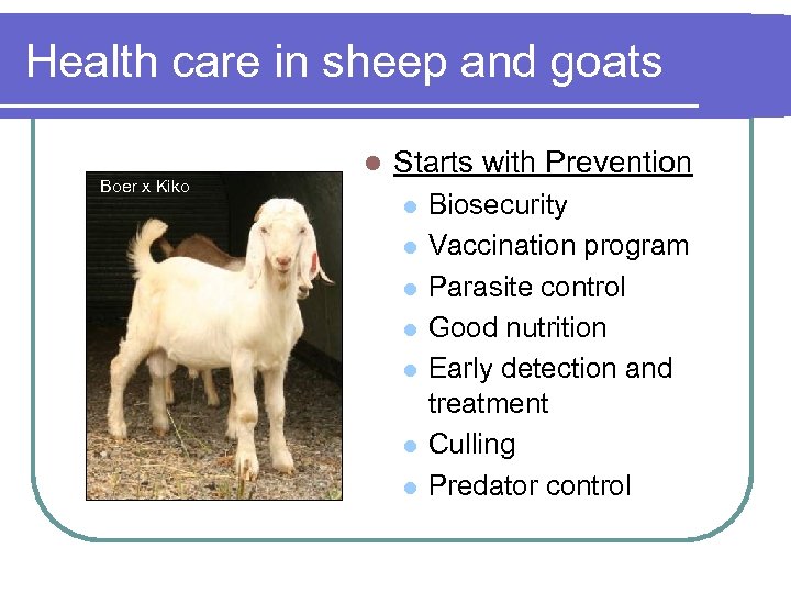 Health care in sheep and goats Boer x Kiko l Starts with Prevention l