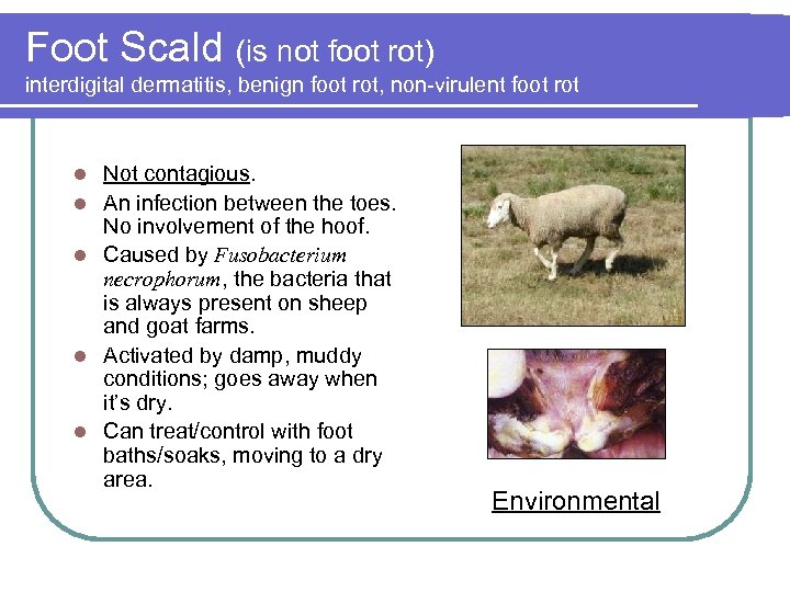 Foot Scald (is not foot rot) interdigital dermatitis, benign foot rot, non-virulent foot rot