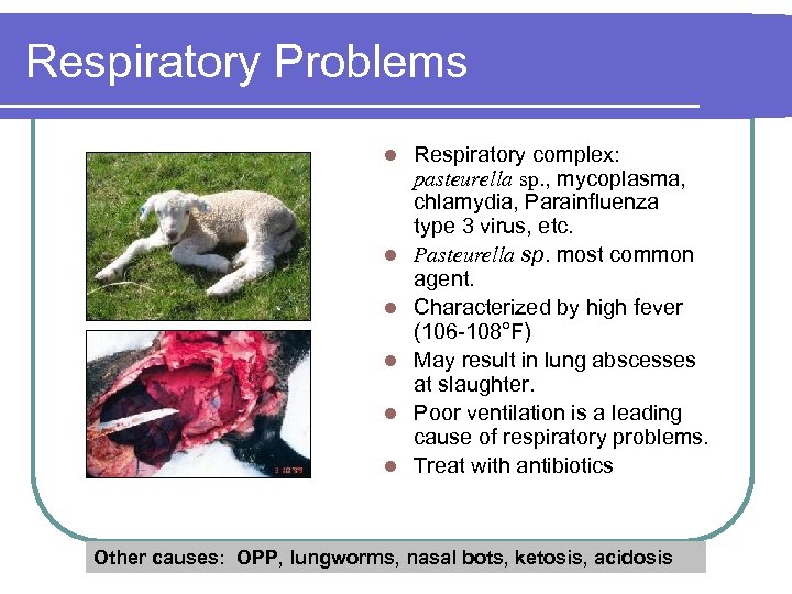 Respiratory Problems l l l Respiratory complex: pasteurella sp. , mycoplasma, chlamydia, Parainfluenza type