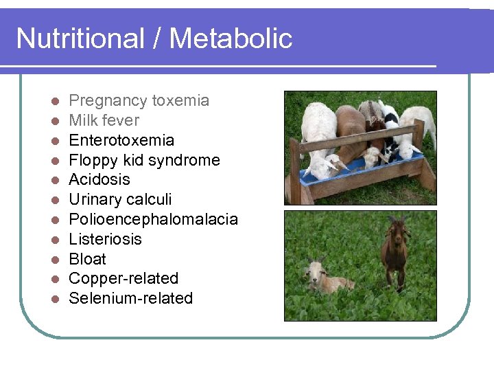 Nutritional / Metabolic l l l Pregnancy toxemia Milk fever Enterotoxemia Floppy kid syndrome