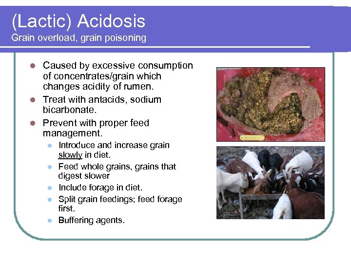 (Lactic) Acidosis Grain overload, grain poisoning Caused by excessive consumption of concentrates/grain which changes