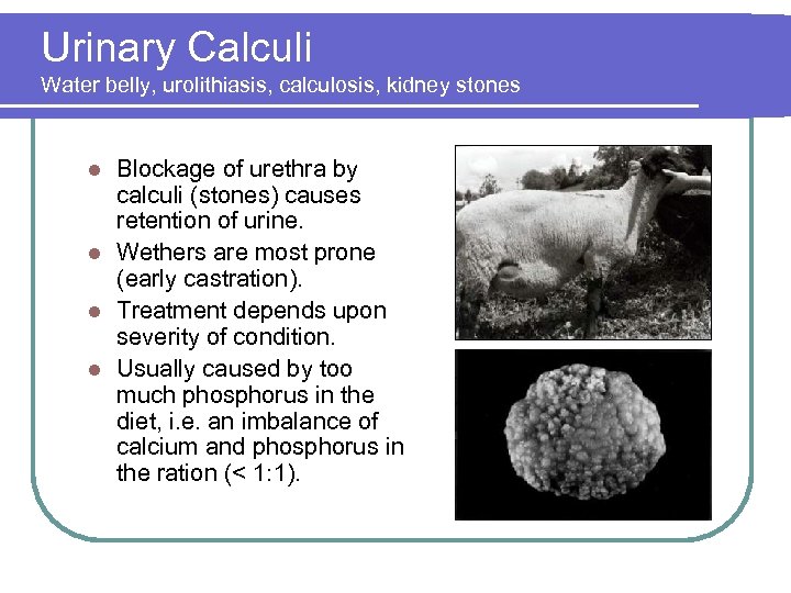 Urinary Calculi Water belly, urolithiasis, calculosis, kidney stones Blockage of urethra by calculi (stones)
