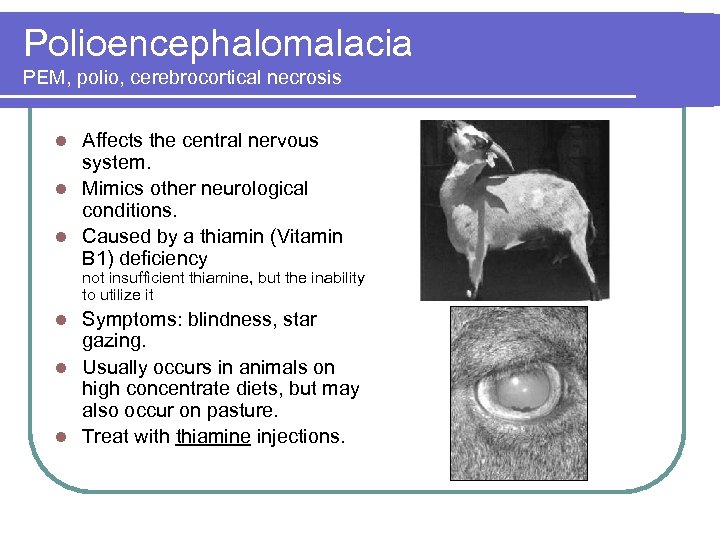 Polioencephalomalacia PEM, polio, cerebrocortical necrosis Affects the central nervous system. l Mimics other neurological