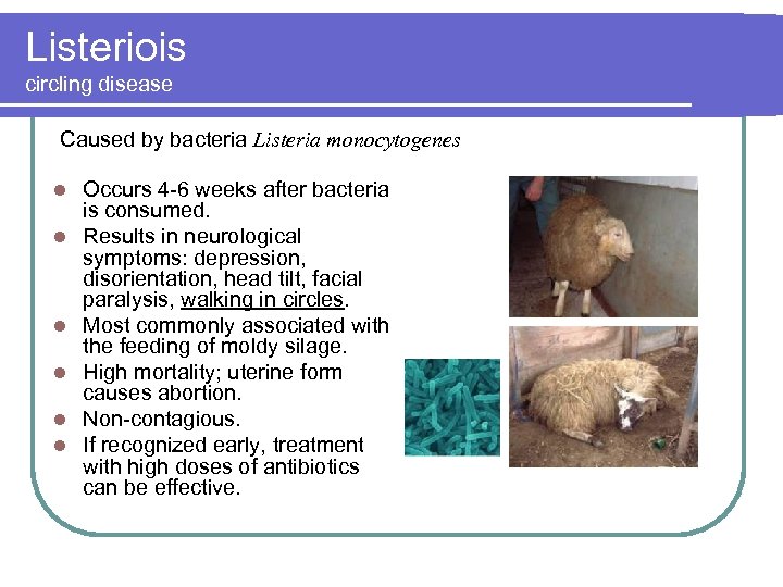 Listeriois circling disease Caused by bacteria Listeria monocytogenes l l l Occurs 4 -6