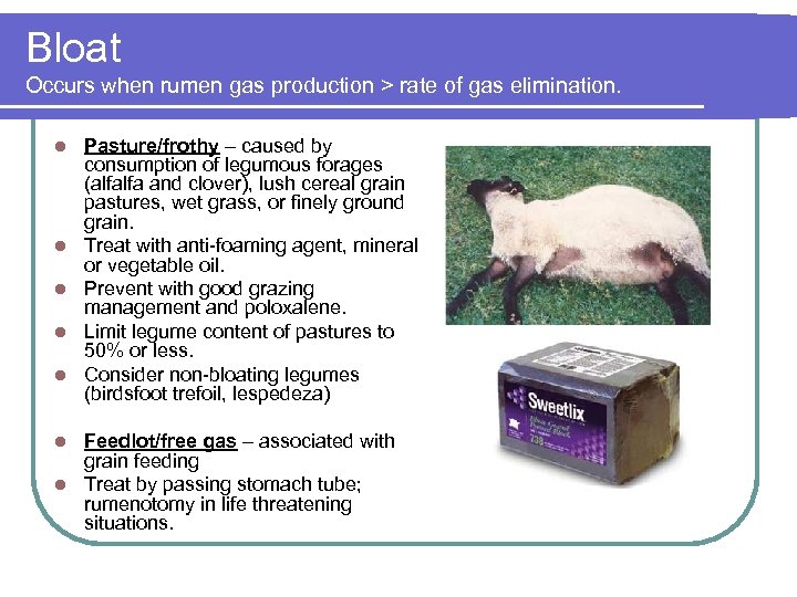 Bloat Occurs when rumen gas production > rate of gas elimination. l l l