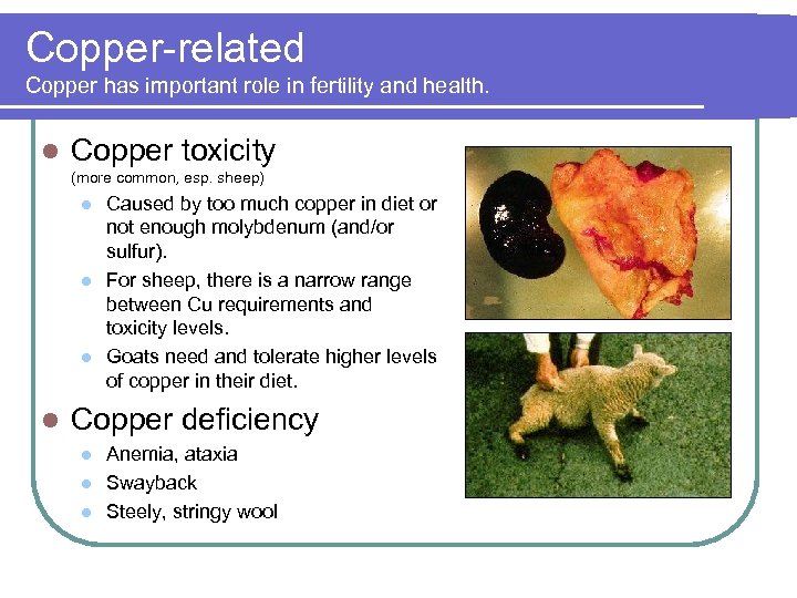 Copper-related Copper has important role in fertility and health. l Copper toxicity (more common,