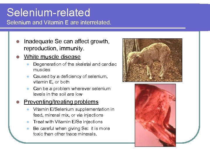 Selenium-related Selenium and Vitamin E are interrelated. Inadequate Se can affect growth, reproduction, immunity.
