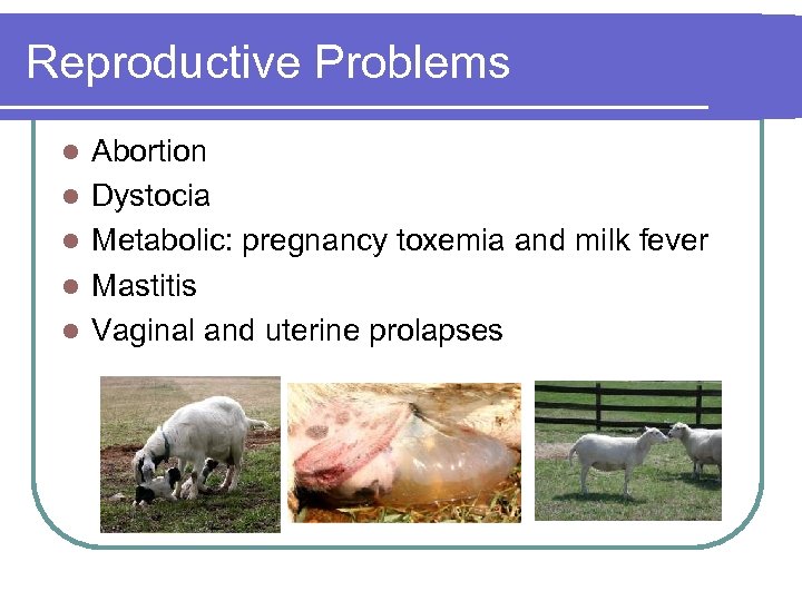 Reproductive Problems l l l Abortion Dystocia Metabolic: pregnancy toxemia and milk fever Mastitis