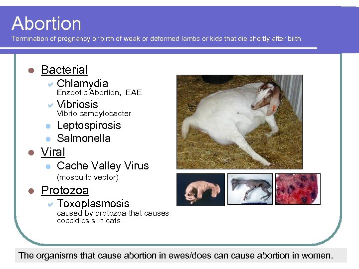 Abortion Termination of pregnancy or birth of weak or deformed lambs or kids that