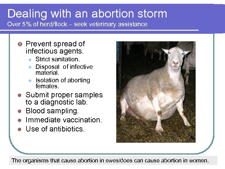 Dealing with an abortion storm Over 5% of herd/flock – seek veterinary assistance Prevent