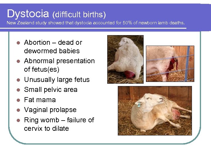 Dystocia (difficult births) New Zealand study showed that dystocia accounted for 50% of newborn