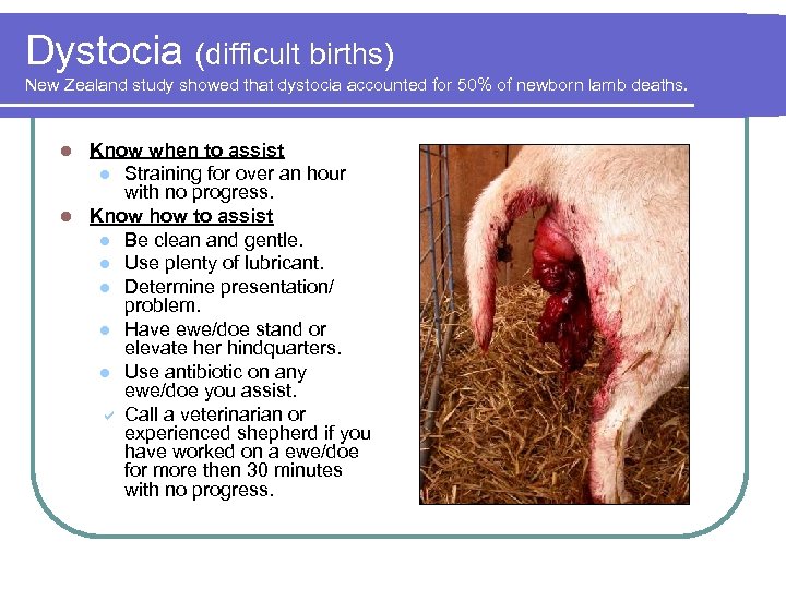 Dystocia (difficult births) New Zealand study showed that dystocia accounted for 50% of newborn