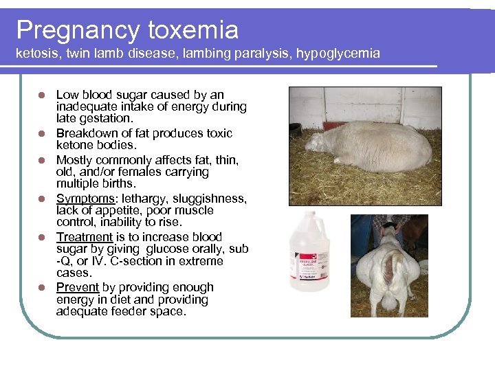 Pregnancy toxemia ketosis, twin lamb disease, lambing paralysis, hypoglycemia l l l Low blood