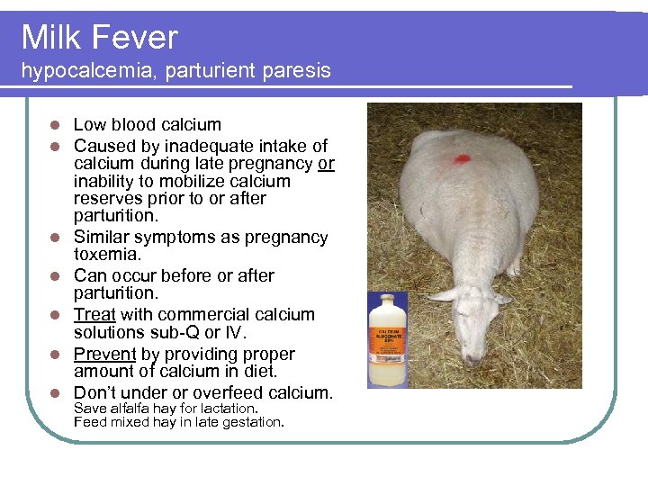 Milk Fever hypocalcemia, parturient paresis l l l l Low blood calcium Caused by