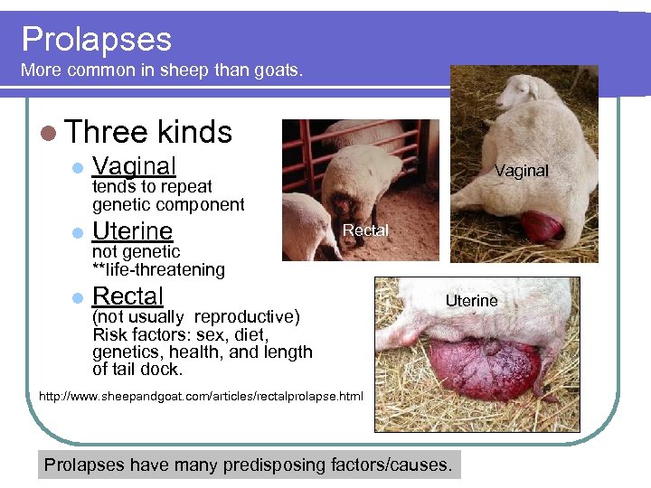 Prolapses More common in sheep than goats. l Three kinds l Vaginal tends to