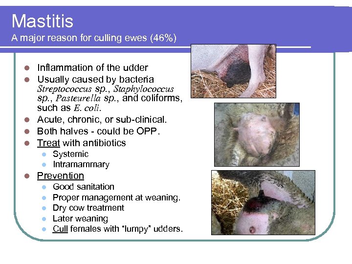 Mastitis A major reason for culling ewes (46%) Inflammation of the udder Usually caused
