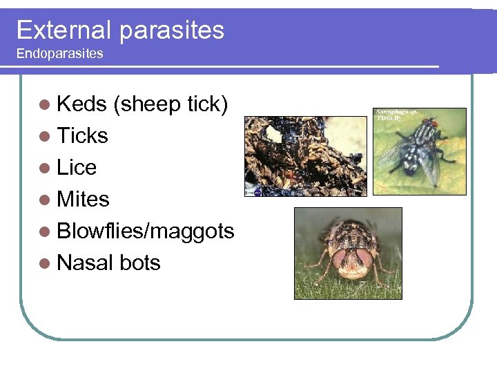 External parasites Endoparasites l Keds (sheep tick) l Ticks l Lice l Mites l
