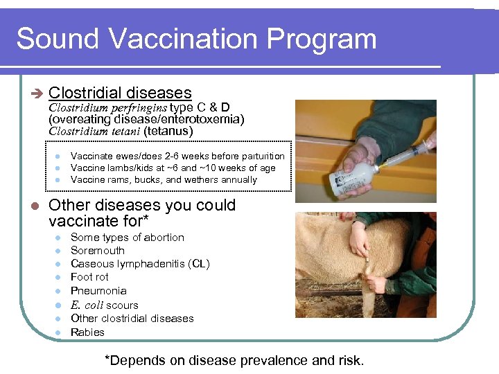 Sound Vaccination Program è Clostridial diseases Clostridium perfringins type C & D (overeating disease/enterotoxemia)