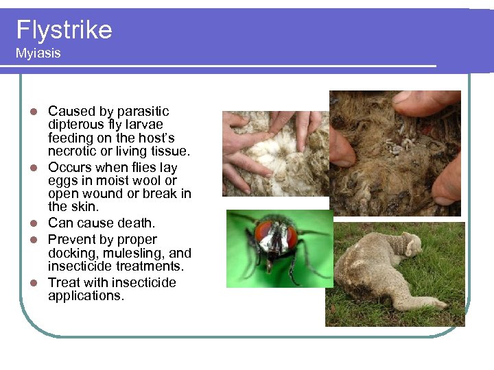 Flystrike Myiasis l l l Caused by parasitic dipterous fly larvae feeding on the