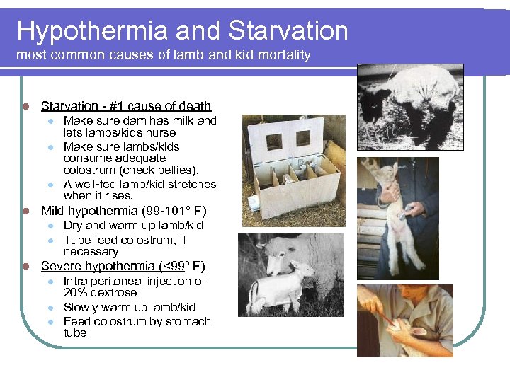 Hypothermia and Starvation most common causes of lamb and kid mortality l Starvation -