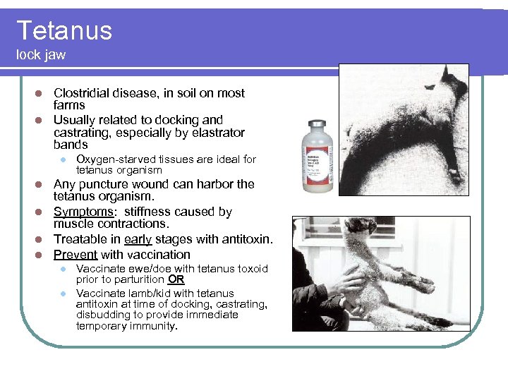 Tetanus lock jaw Clostridial disease, in soil on most farms l Usually related to