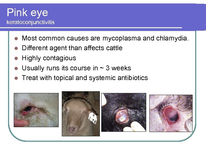 Pink eye keratoconjunctivitis l l l Most common causes are mycoplasma and chlamydia. Different