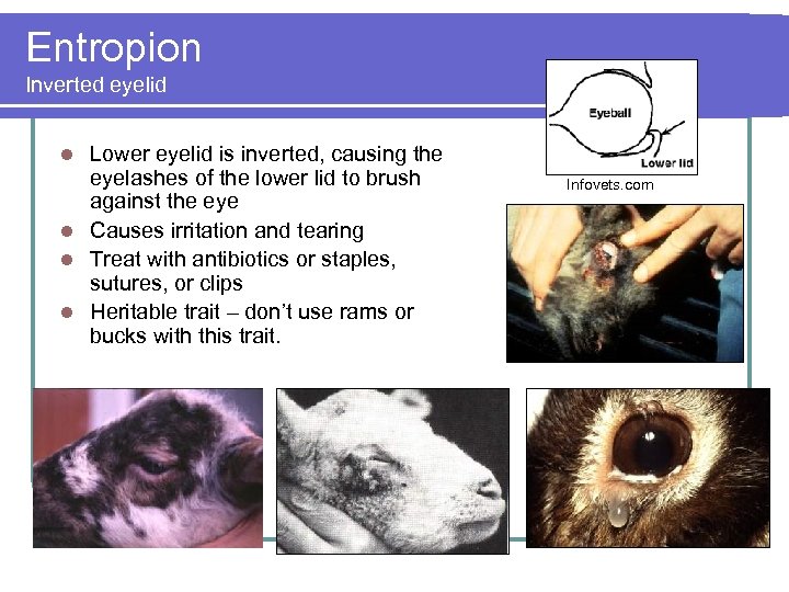 Entropion Inverted eyelid Lower eyelid is inverted, causing the eyelashes of the lower lid