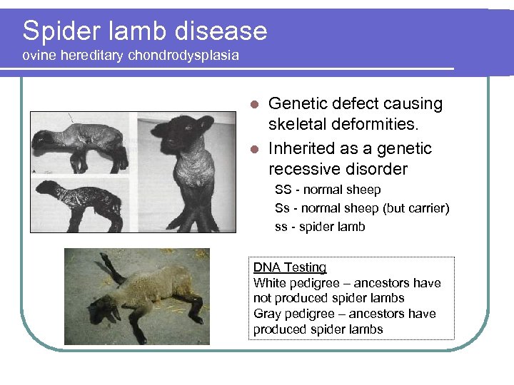 Spider lamb disease ovine hereditary chondrodysplasia Genetic defect causing skeletal deformities. l Inherited as