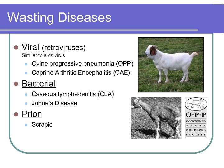 Wasting Diseases l Viral (retroviruses) Similar to aids virus l l l Bacterial l