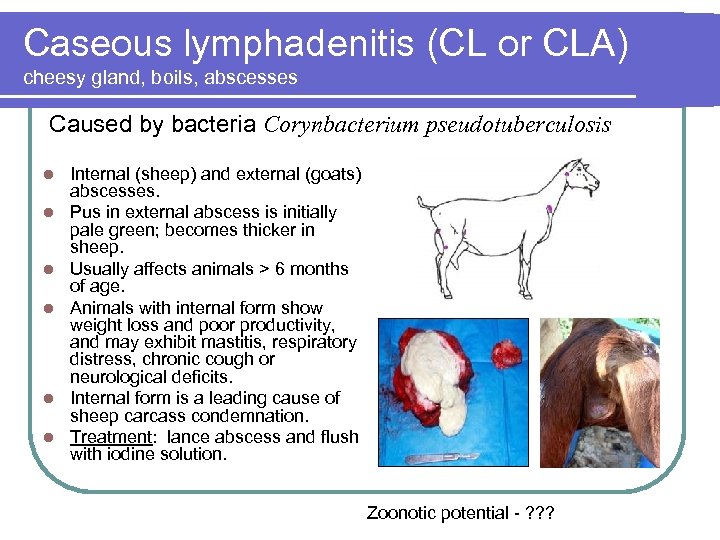 Caseous lymphadenitis (CL or CLA) cheesy gland, boils, abscesses Caused by bacteria Corynbacterium pseudotuberculosis