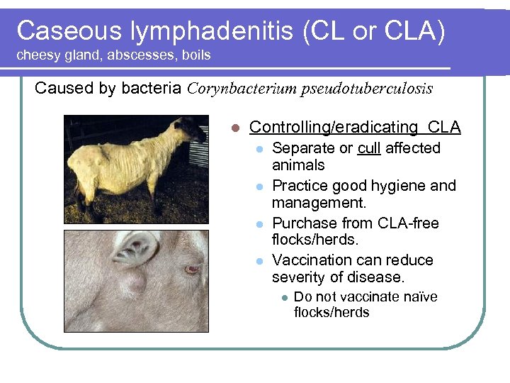 Caseous lymphadenitis (CL or CLA) cheesy gland, abscesses, boils Caused by bacteria Corynbacterium pseudotuberculosis