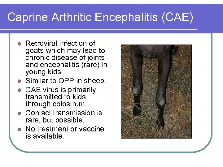 Caprine Arthritic Encephalitis (CAE) l l l Retroviral infection of goats which may lead