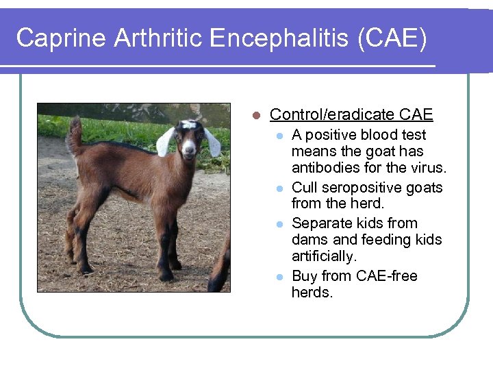 Caprine Arthritic Encephalitis (CAE) l Control/eradicate CAE l l A positive blood test means