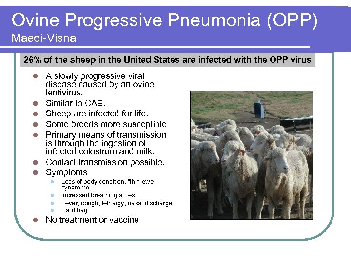 Ovine Progressive Pneumonia (OPP) Maedi-Visna 26% of the sheep in the United States are