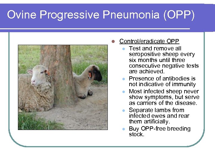 Ovine Progressive Pneumonia (OPP) l Control/eradicate OPP l Test and remove all seropositive sheep