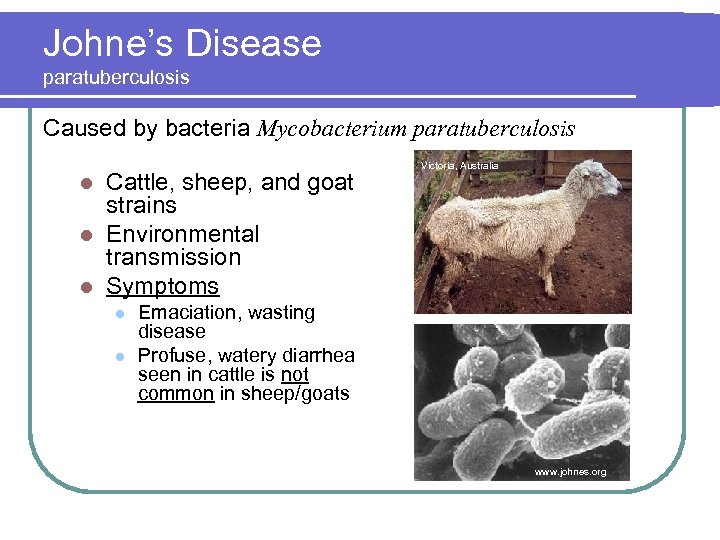 Johne’s Disease paratuberculosis Caused by bacteria Mycobacterium paratuberculosis Cattle, sheep, and goat strains l