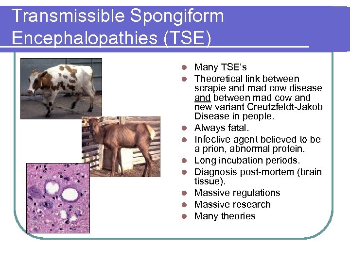 Transmissible Spongiform Encephalopathies (TSE) l l l l l Many TSE’s Theoretical link between