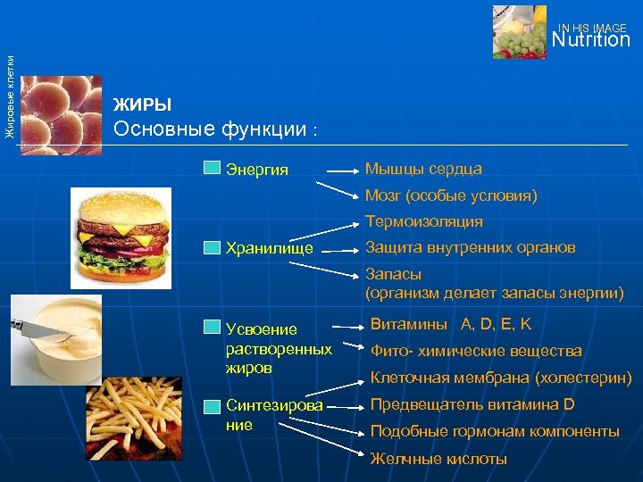IN HIS IMAGE Жировые клетки Nutrition ЖИРЫ Основные функции : Энергия Мышцы сердца Мозг