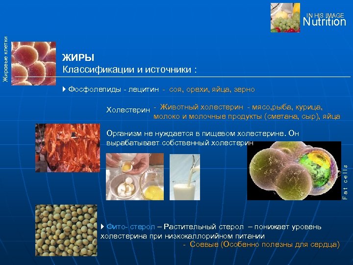 IN HIS IMAGE ЖИРЫ Классификации и источники : } Фосфолепиды - лецитин - соя,