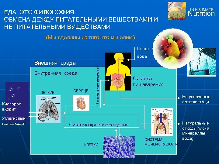 ЕДА ЭТО ФИЛОСОФИЯ ОБМЕНА ДЕЖДУ ПИТАТЕЛЬНЫМИ ВЕЩЕСТВАМИ И НЕ ПИТАТЕЛЬНЫМИ ВУЩЕСТВАМИ IN HIS IMAGE