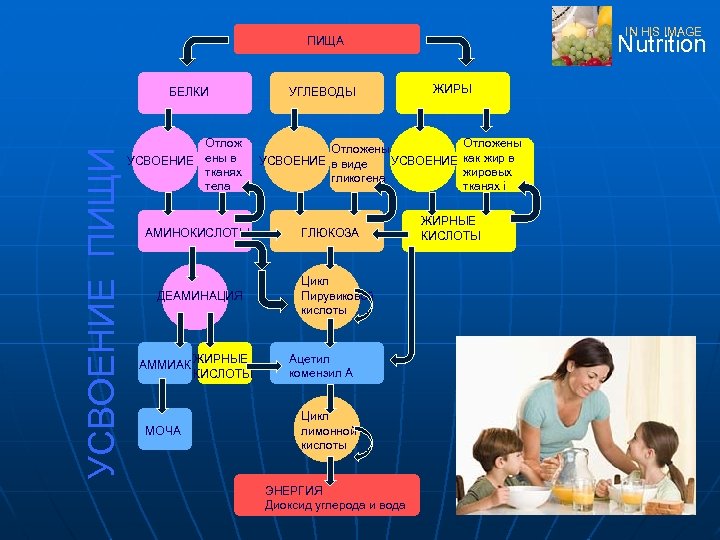 IN HIS IMAGE Nutrition ПИЩА УСВОЕНИЕ ПИЩИ БЕЛКИ Отлож УСВОЕНИЕ ены в тканях тела