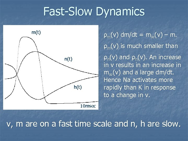 Fast-Slow Dynamics m(t) ρm(v) dm/dt = m∞(v) – m. ρm(v) is much smaller than