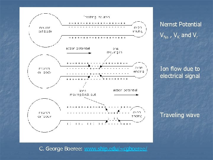 Nernst Potential VNa , VK and Vr Ion flow due to electrical signal Traveling