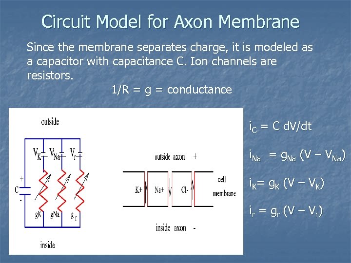 Circuit Model for Axon Membrane Since the membrane separates charge, it is modeled as