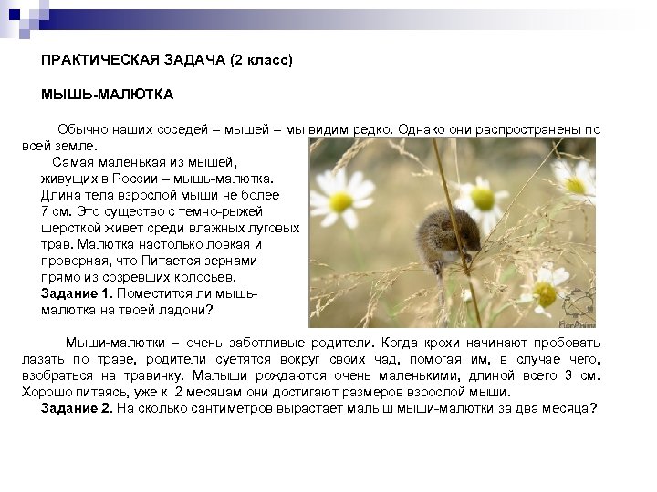 ПРАКТИЧЕСКАЯ ЗАДАЧА (2 класс) МЫШЬ-МАЛЮТКА Обычно наших соседей – мышей – мы видим редко.