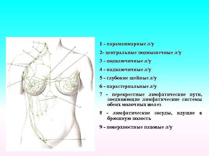 Схема лимфооттока от молочной железы топографическая анатомия