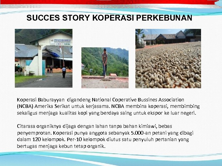 SUCCES STORY KOPERASI PERKEBUNAN Koperasi Baburayyan digandeng National Coperative Bussines Association (NCBA) Amerika Serikat